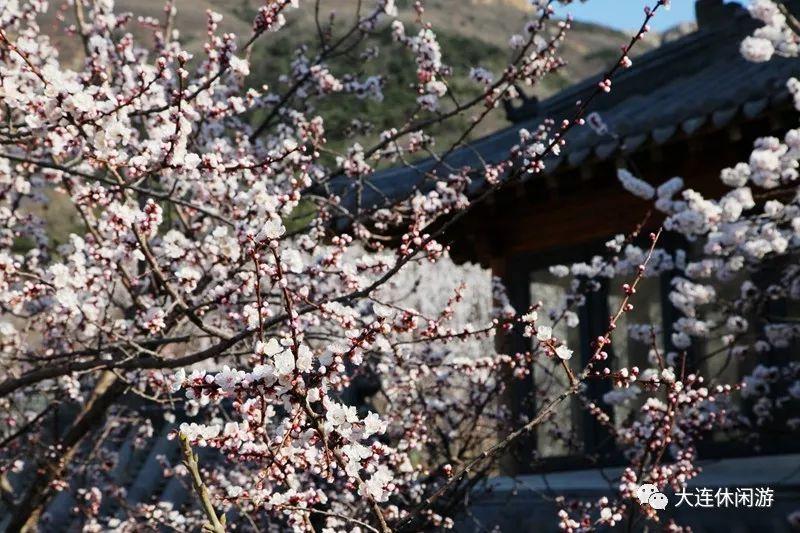 大连春季旅游攻略_春季大连攻略旅游景点推荐_春季大连攻略旅游路线