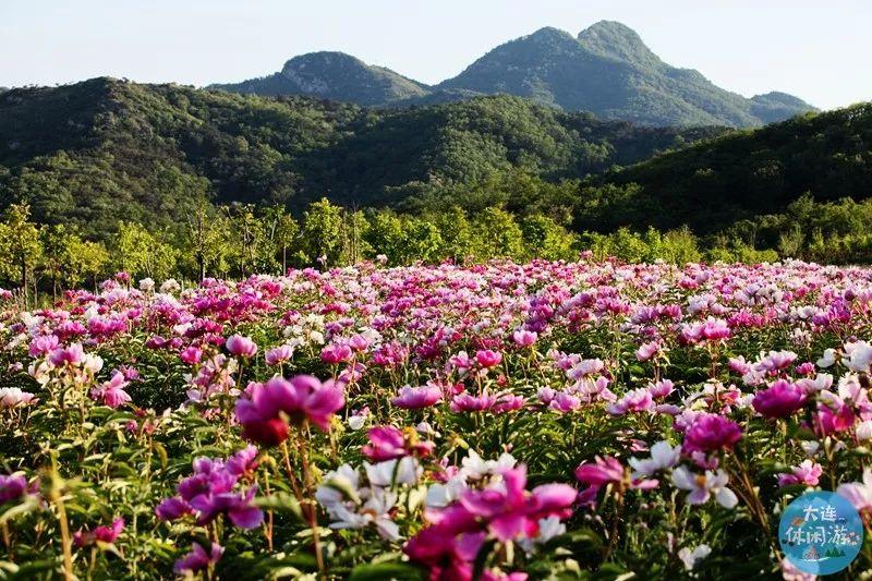 大连春季旅游攻略_春季大连攻略旅游路线_春季大连攻略旅游景点推荐