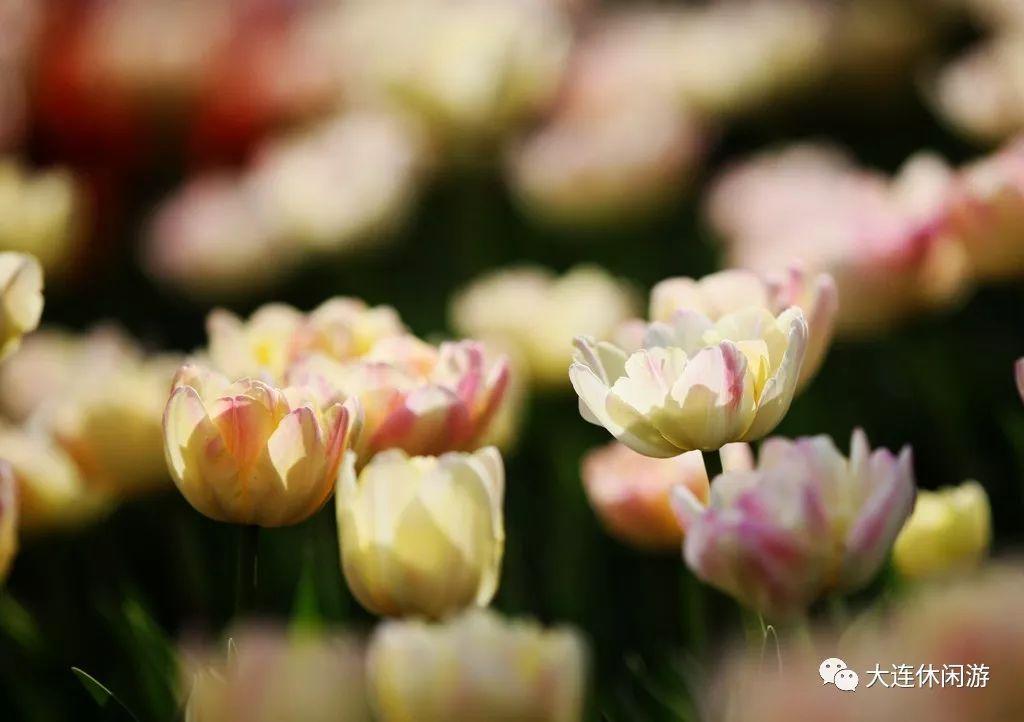 春季大连攻略旅游路线_春季大连攻略旅游景点推荐_大连春季旅游攻略