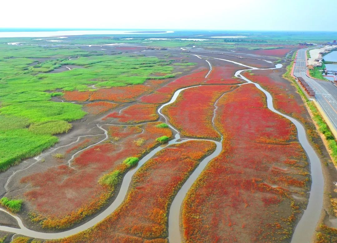 盘锦红海滩旅游攻略_盘锦有红海滩一日游_盘锦红海滩最美的地段