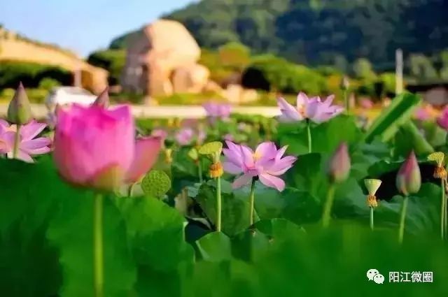 攻略阳江东平镇旅游景区_阳江东平镇有什么好玩_阳江东平镇旅游攻略