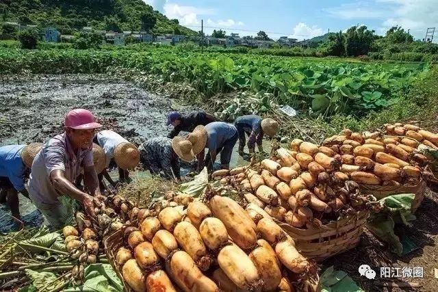 攻略阳江东平镇旅游景区_阳江东平镇有什么好玩_阳江东平镇旅游攻略