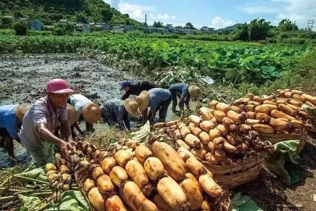 阳江东平镇旅游攻略-攻略阳江东平镇旅游景区