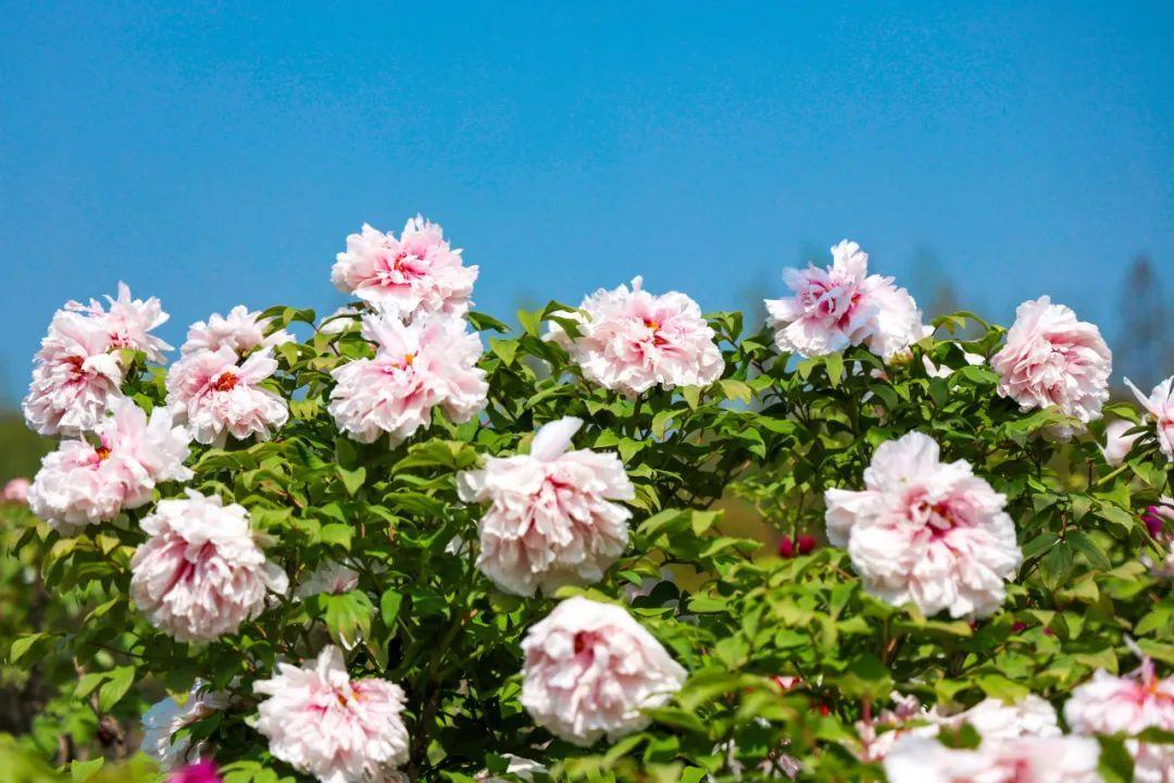 尚湖旅游攻略_攻略旅游尚湖的路线_尚湖风景