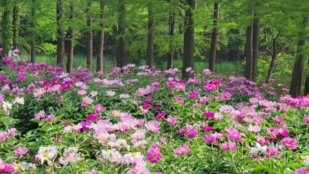 攻略旅游尚湖的路线_尚湖旅游攻略_尚湖风景