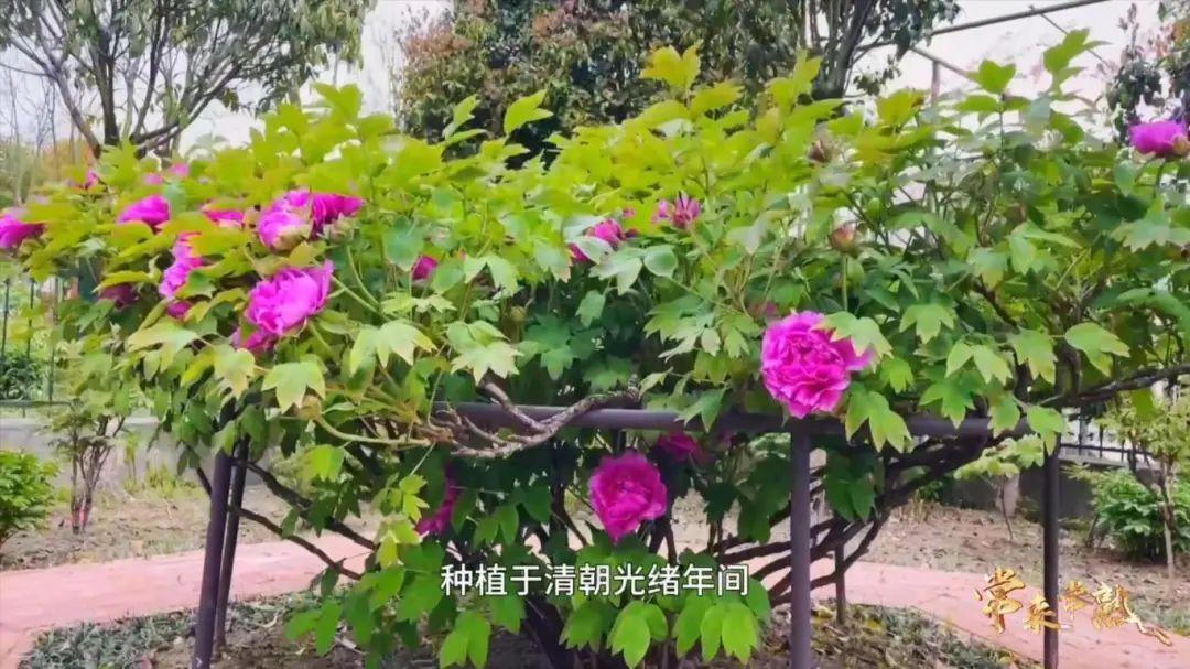 尚湖旅游攻略_尚湖风景_攻略旅游尚湖的路线