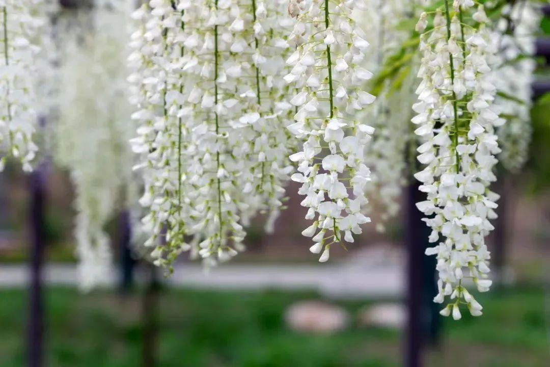 尚湖旅游攻略_攻略旅游尚湖的路线_尚湖风景