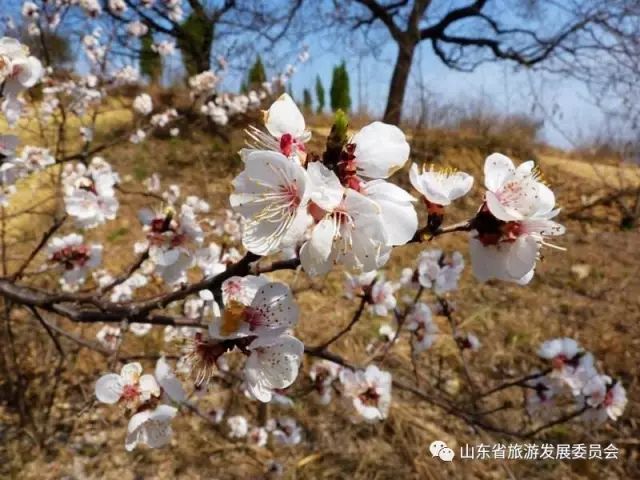 旅行度假村_辉煌度假村 旅游攻略_度假村落