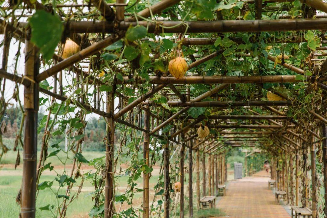 九宫山山上住宿哪家好_九宫山图_九宫山旅游攻略住宿