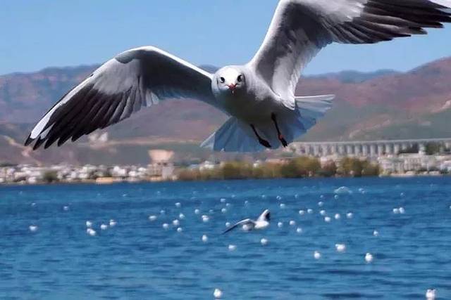 云南旅游一月份_云南旅游几月是旺季_云南十一月份旅游攻略