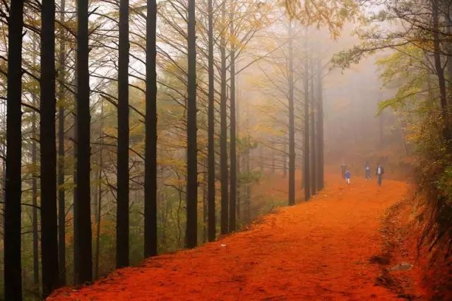 蛇蟠岛旅游攻略_蛇蟠岛旅行社_蛇蟠岛上吃饭