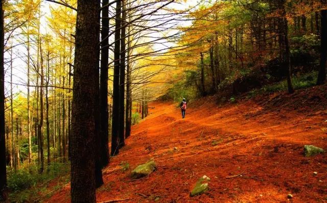 蛇蟠岛旅行社_蛇蟠岛旅游攻略_蛇蟠岛上吃饭