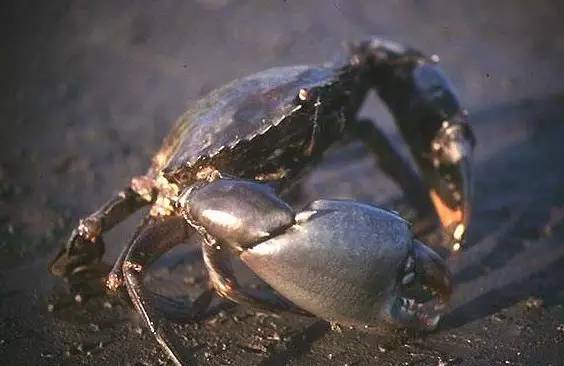 蛇蟠岛旅行社_蛇蟠岛旅游攻略_蛇蟠岛上吃饭