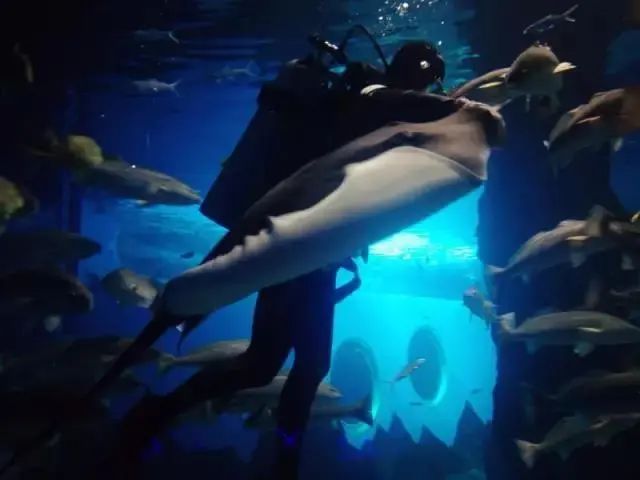 昌黎黄金海岸旅游攻略_昌黎黄金海岸旅游景点大全_昌黎黄金海岸一日游攻略