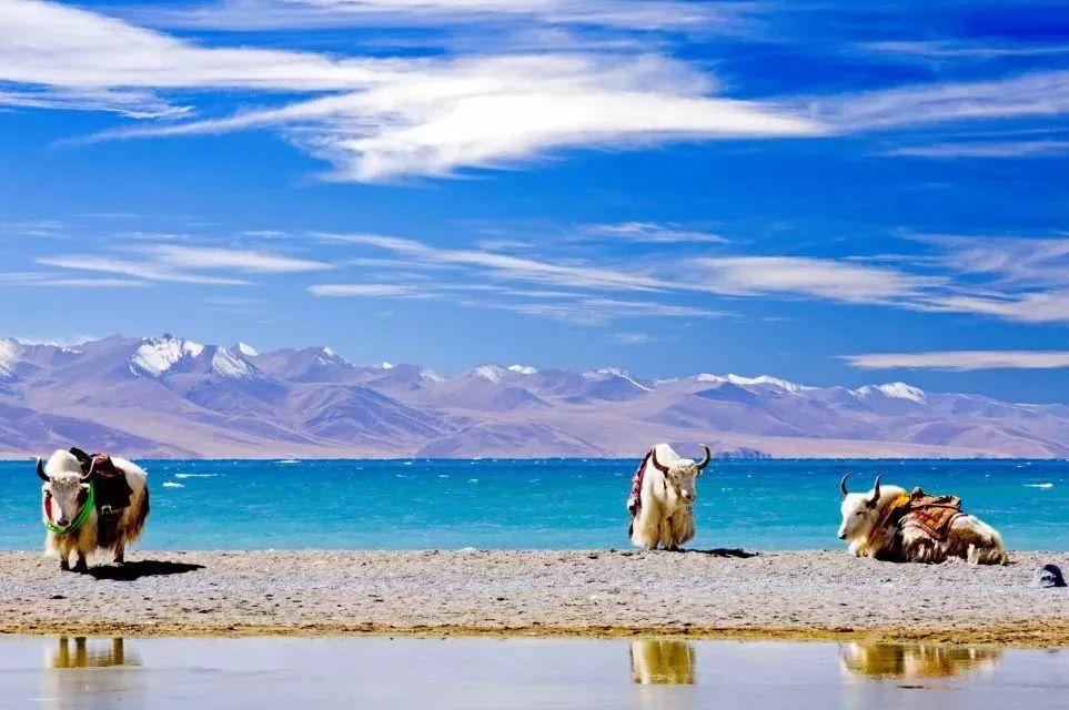 拉萨自驾青海湖_拉萨到青海湖旅游攻略_拉萨到青海湖自驾线路路况如何