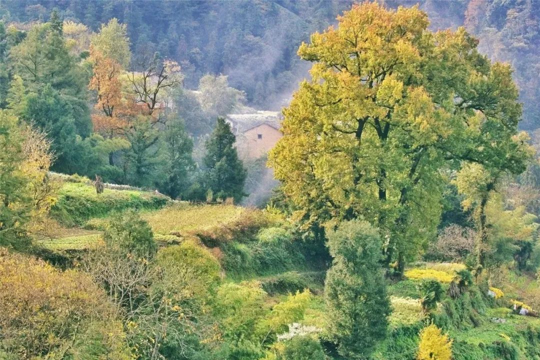 黄山最好的旅游月份_1月黄山旅游_黄山十一月旅游攻略