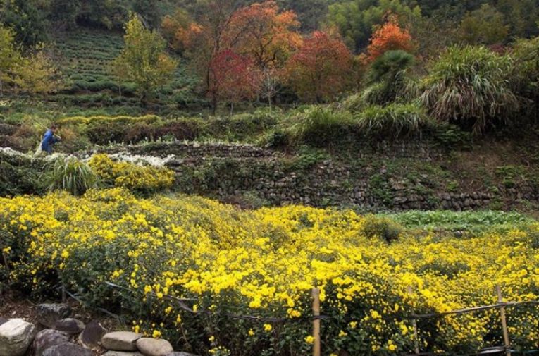 1月黄山旅游_黄山十一月旅游攻略_黄山最好的旅游月份