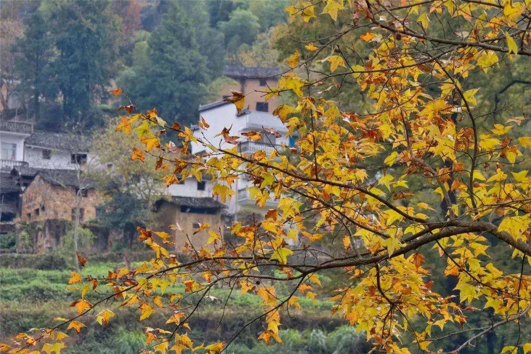 黄山十一月旅游攻略_黄山最好的旅游月份_1月黄山旅游