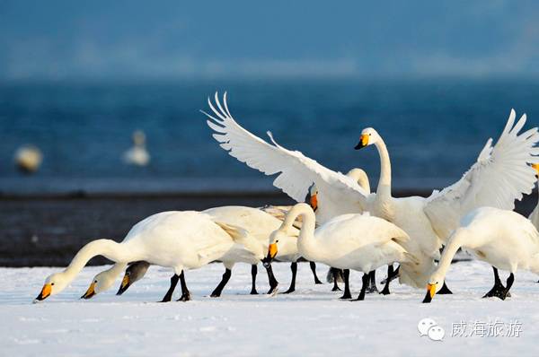 鸡鸣岛旅游攻略-鸡鸣岛游玩攻略(图20) 鸡鸣岛旅游攻略_鸡鸣岛游玩攻略_攻略旅游鸡鸣岛路线