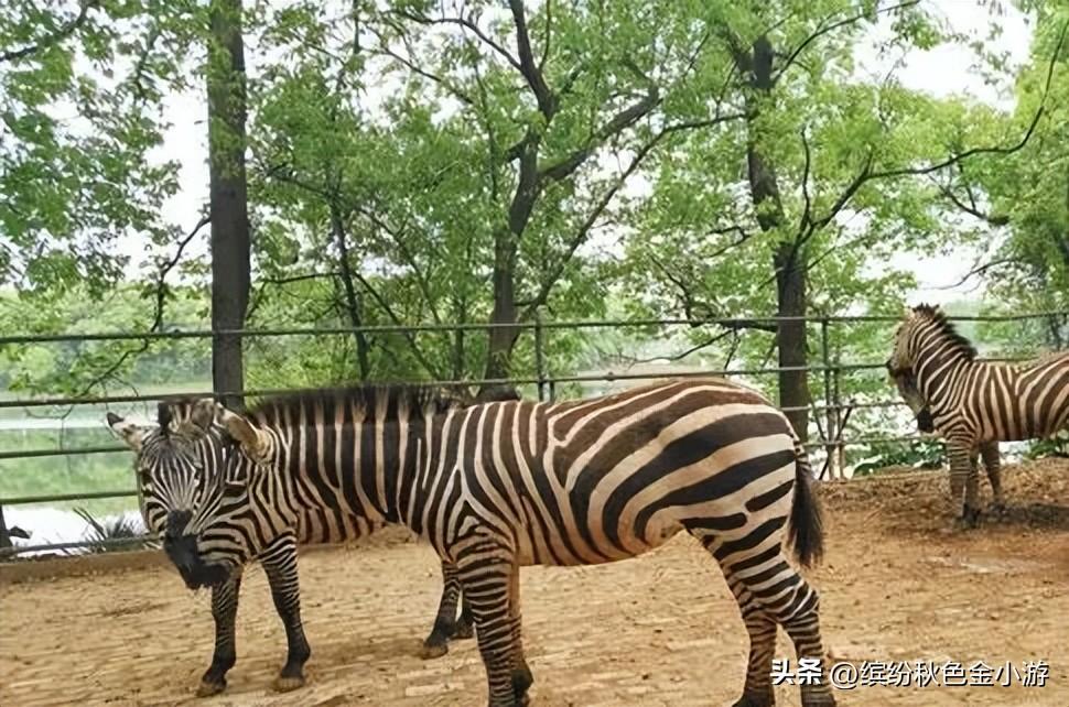 常德桃花源游玩攻略_湖南常德桃花源美篇_常德桃花源旅游攻略