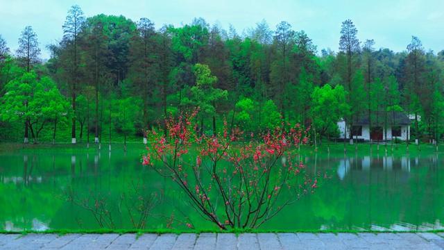 常德桃花源旅游攻略-湖南常德桃花源美篇(图4) 湖南常德桃花源美篇_常德桃花源旅游攻略_湖南常德桃花源旅游攻略