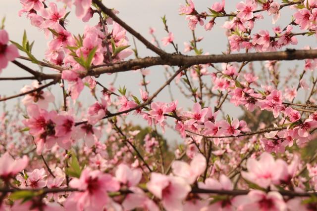 常德桃花源旅游攻略-湖南常德桃花源美篇(图6) 湖南常德桃花源美篇_湖南常德桃花源旅游攻略_常德桃花源旅游攻略