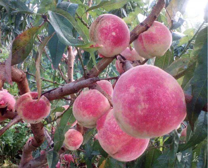 昆明冬季旅游攻略-昆明冬季旅游最佳去处(图13) 昆明冬季旅游攻略_昆明冬季旅游最佳去处_昆明冬天旅游攻略