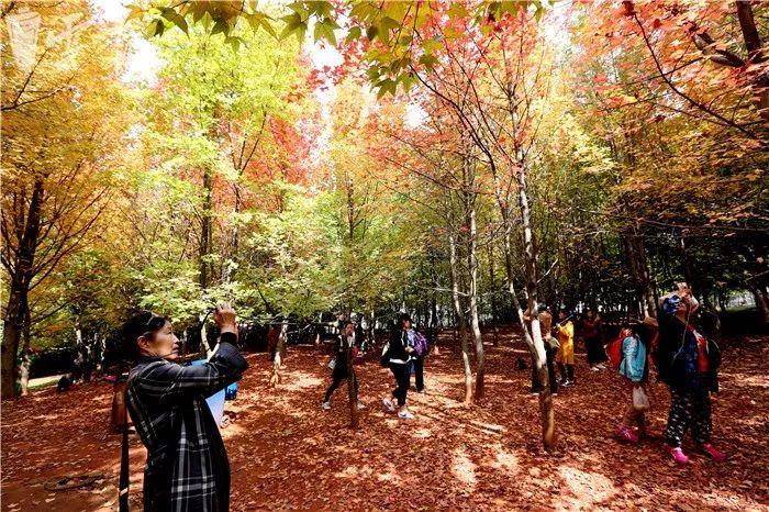 昆明冬季旅游攻略-昆明冬季旅游最佳去处(图24) 昆明冬季旅游最佳去处_昆明冬天旅游攻略_昆明冬季旅游攻略