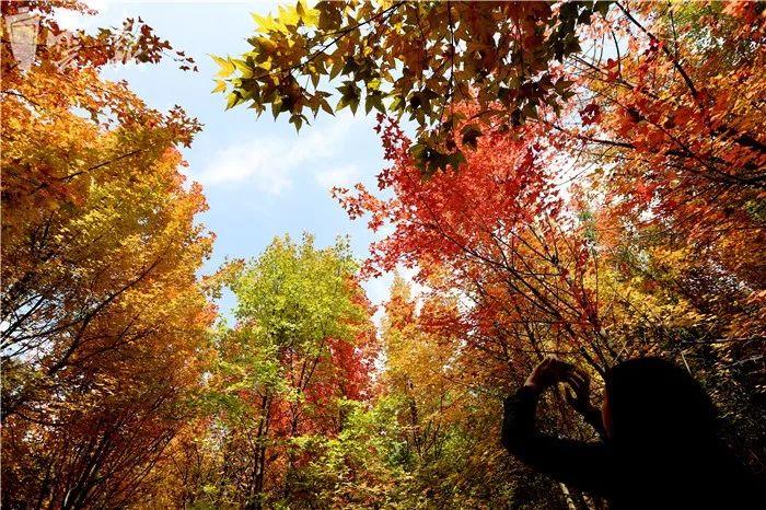 昆明冬季旅游攻略-昆明冬季旅游最佳去处(图25) 昆明冬季旅游最佳去处_昆明冬天旅游攻略_昆明冬季旅游攻略