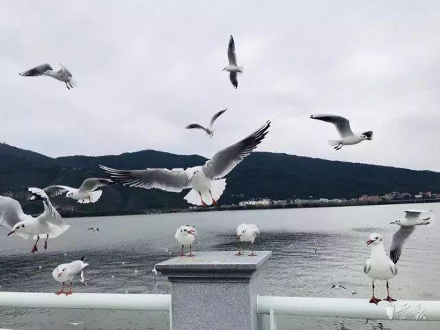 昆明冬季旅游攻略-昆明冬季旅游最佳去处(图6) 昆明冬天旅游攻略_昆明冬季旅游攻略_昆明冬季旅游最佳去处