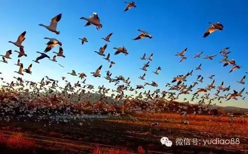 青海湖沙岛旅游攻略-青海岛攻略湖沙旅游景点(图6) 青海岛攻略湖沙旅游路线_青海湖沙岛旅游攻略_青海岛攻略湖沙旅游景点