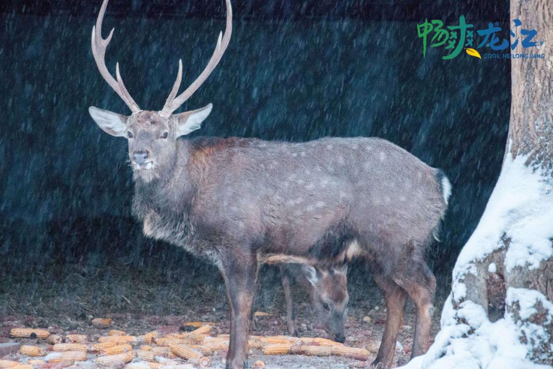 冬季镜泊湖旅游攻略-冬天镜泊湖好玩吗(图11) 冬季镜泊湖游览攻略_冬季镜泊湖旅游攻略_冬天镜泊湖好玩吗