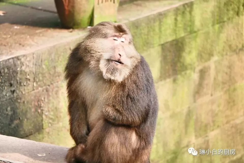 自贡到峨眉山旅游攻略-自贡峨眉山有多远(图30) 自贡到峨眉山旅游攻略_自贡峨眉山有多远_自贡去峨眉山旅游攻略