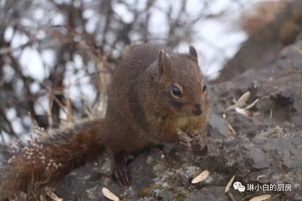 自贡到峨眉山旅游攻略-自贡峨眉山有多远(图31) 自贡去峨眉山旅游攻略_自贡峨眉山有多远_自贡到峨眉山旅游攻略