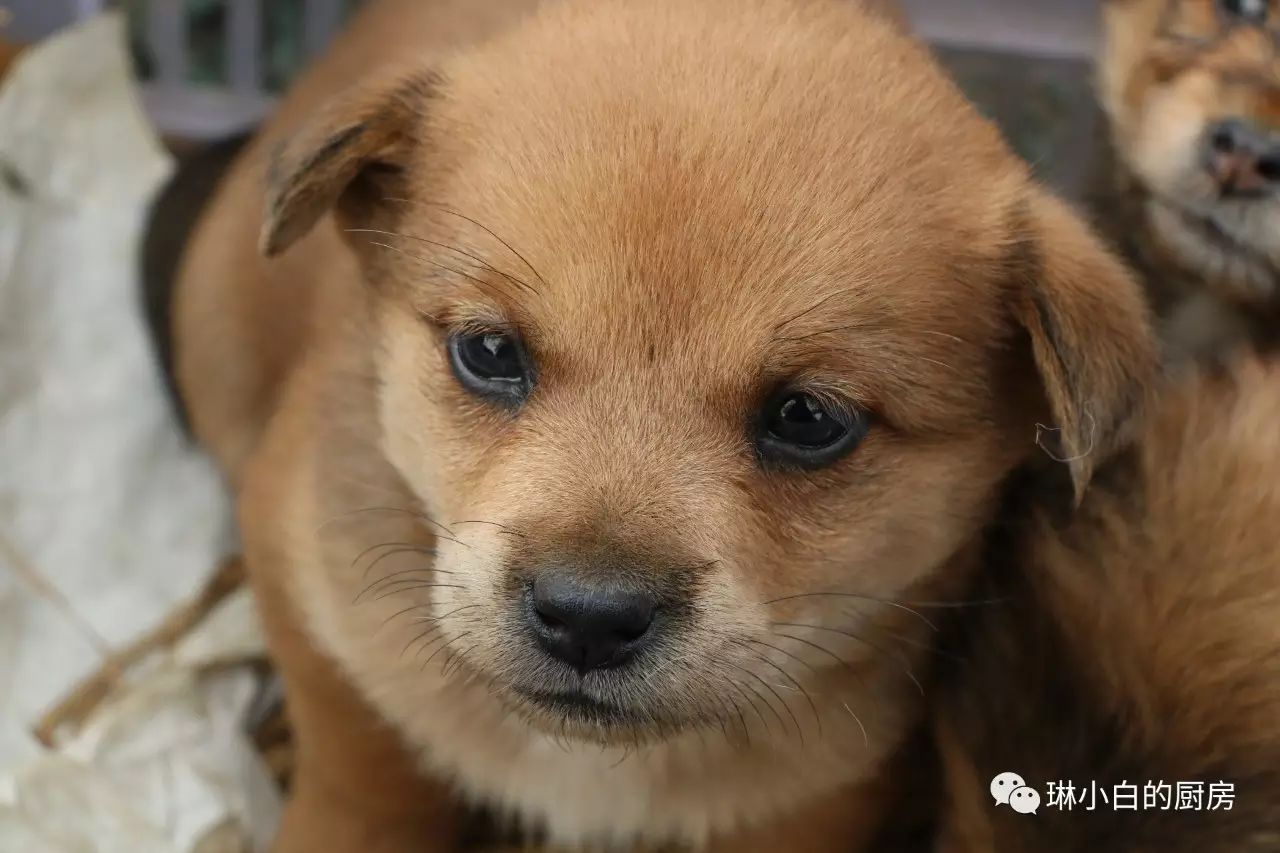 自贡到峨眉山旅游攻略-自贡峨眉山有多远(图40) 自贡去峨眉山旅游攻略_自贡到峨眉山旅游攻略_自贡峨眉山有多远
