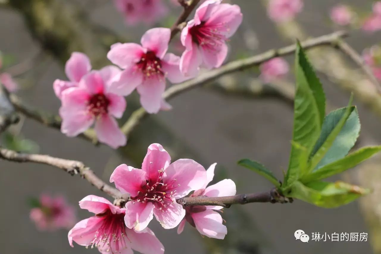 自贡到峨眉山旅游攻略-自贡峨眉山有多远(图46) 自贡去峨眉山旅游攻略_自贡峨眉山有多远_自贡到峨眉山旅游攻略