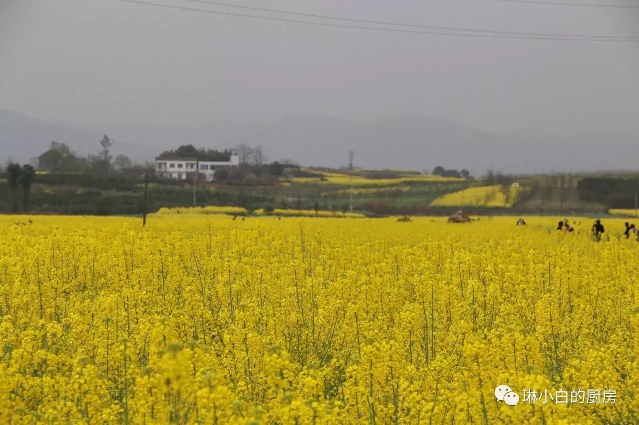 自贡到峨眉山旅游攻略-自贡峨眉山有多远(图49) 自贡去峨眉山旅游攻略_自贡到峨眉山旅游攻略_自贡峨眉山有多远