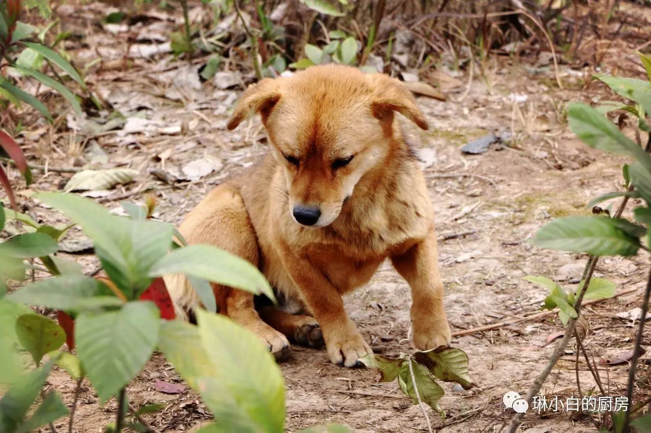 自贡到峨眉山旅游攻略-自贡峨眉山有多远(图51) 自贡峨眉山有多远_自贡到峨眉山旅游攻略_自贡去峨眉山旅游攻略