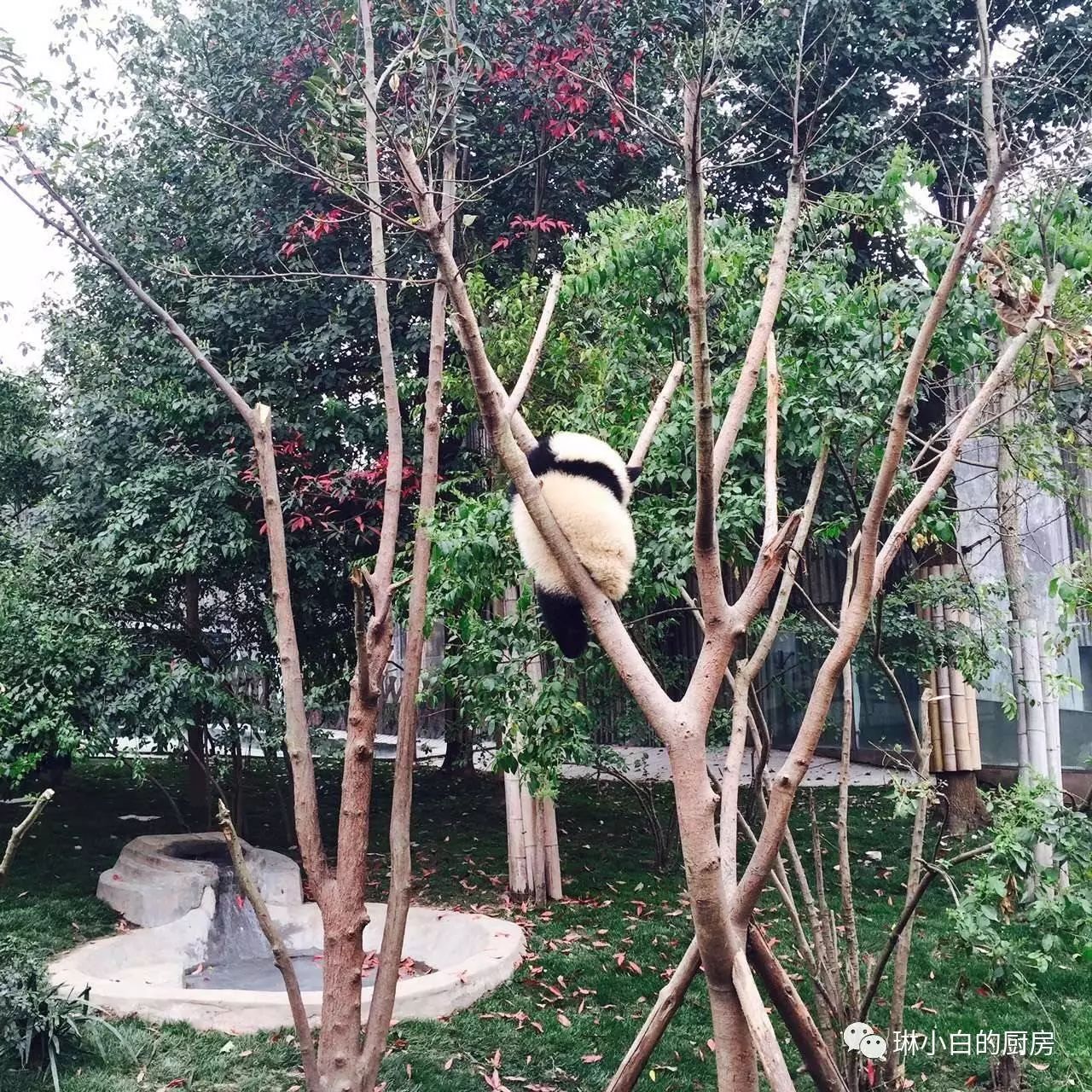自贡到峨眉山旅游攻略-自贡峨眉山有多远(图8) 自贡到峨眉山旅游攻略_自贡峨眉山有多远_自贡去峨眉山旅游攻略