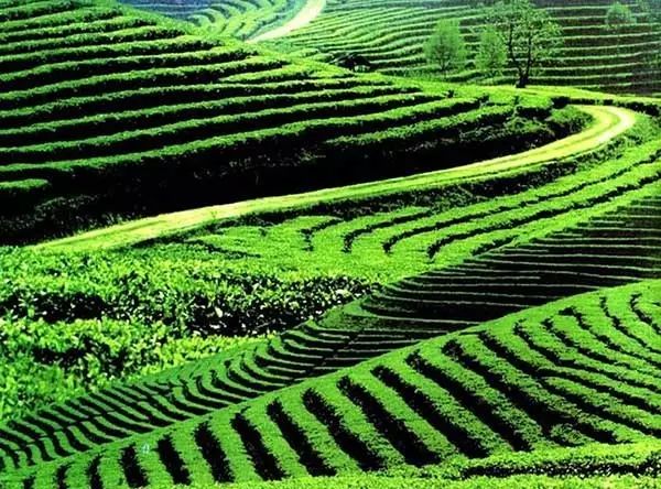 云南普洱思茅旅游攻略-普洱思茅旅游攻略必去景点(图11) 云南普洱思茅旅游攻略_云南省普洱市思茅区旅游景点_普洱思茅旅游攻略必去景点