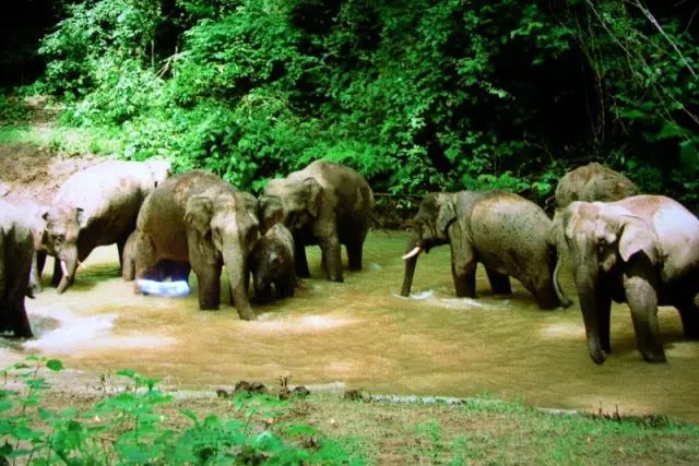 云南普洱思茅旅游攻略-普洱思茅旅游攻略必去景点(图12) 普洱思茅旅游攻略必去景点_云南普洱思茅旅游攻略_云南省普洱市思茅区旅游景点