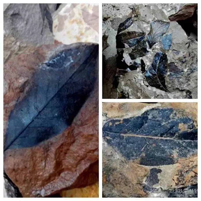 云南普洱思茅旅游攻略_普洱思茅旅游攻略必去景点_云南省普洱市思茅区旅游景点