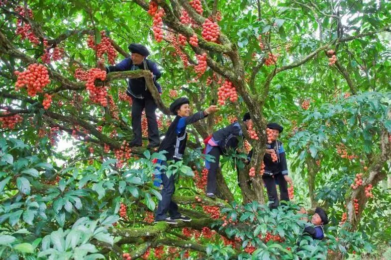 云南普洱思茅旅游攻略_普洱思茅旅游攻略必去景点_云南省普洱市思茅区旅游景点