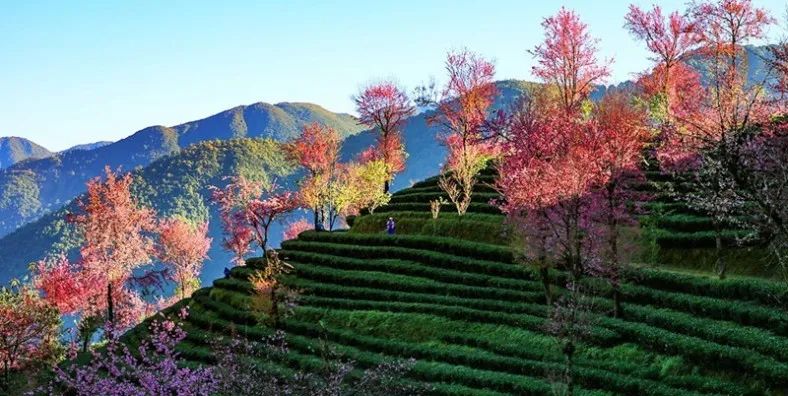 普洱思茅网红打卡地_云南普洱思茅旅游攻略_普洱思茅哪里好玩