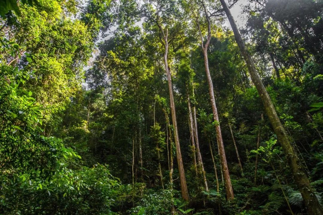 普洱思茅网红打卡地_云南普洱思茅旅游攻略_普洱思茅哪里好玩