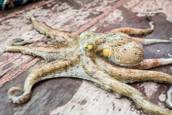 杭州到嵊泗旅游团_杭州到嵊泗二日游_杭州到嵊泗旅游攻略