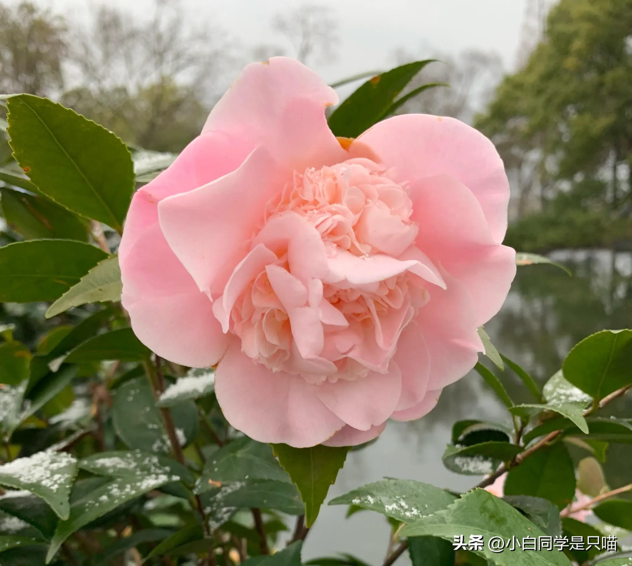 嘉兴去西塘怎么坐车最方便_浙江嘉兴到西塘旅游攻略_嘉兴去西塘多少公里