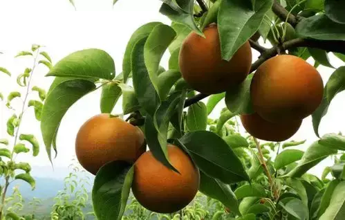 沈阳去丹东自驾游_沈阳出发去丹东二日游_沈阳到丹东旅游攻略