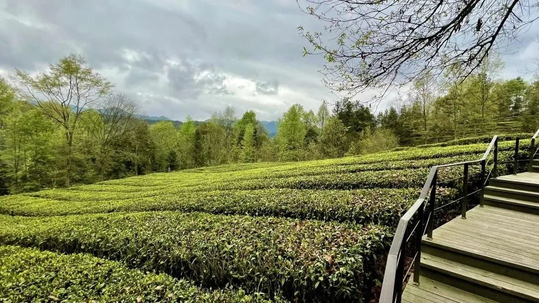 恩施坪坝营旅游攻略-湖北恩施坪坝营景区概况(图44) 湖北恩施坪坝营景区概况_恩施坪坝营视频_恩施坪坝营旅游攻略