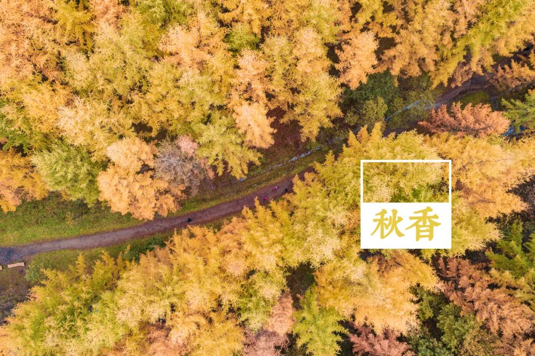 留坝紫柏山森林公园电话_留坝紫柏山旅游攻略_留坝紫柏山国家森林公园旅游